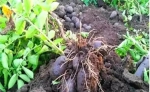 桦川黑土豆“玉带配珍珠”由北“热”到南 - 农业委员会