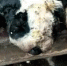 齐齐哈尔母羊怀一只20斤怪胎 身材像狗不知是啥 - 新浪黑龙江
