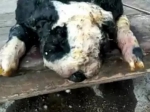 齐齐哈尔母羊怀一只20斤怪胎 身材像狗不知是啥 - 新浪黑龙江