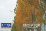 上江街上的双色杨树。 - 新浪黑龙江