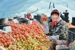 大同镇西红柿卖进上海 每斤最高卖3元最低1.5元 - 新浪黑龙江