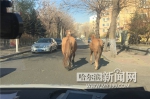 惊呆！三合路上两马狂奔 围堵！巡逻警追出三公里 - 哈尔滨新闻网