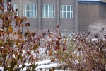【视觉志】好雪片片不落别处——哈工大雪景图 - 哈尔滨工业大学