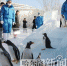 冰城小企鹅 戏雪打滑梯 - 哈尔滨新闻网