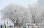 松花江畔出现树挂景观 - 哈尔滨新闻网