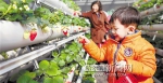 寒地草莓 早春尝鲜 - 哈尔滨新闻网