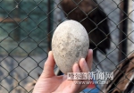 恩爱16年 “秃鹫夫妇”首次产蛋 - 哈尔滨新闻网