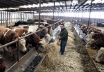 肉牛养殖打造循环经济 - Hljnews.Cn