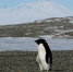 资料图片：企鹅。（图片来源：法新社） - 新浪黑龙江
