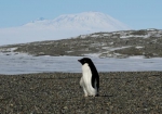 资料图片：企鹅。（图片来源：法新社） - 新浪黑龙江