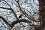 千只喜鹊“落户”文化公园 - 哈尔滨新闻网