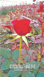 地产玫瑰花月底芬芳上市 - 哈尔滨新闻网