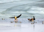 千鸟湖湿地延后开放 二级保护动物大雁要在这生宝宝 - 新浪黑龙江