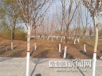 松北13万株树木 穿上“小白裙”防虫害 - 哈尔滨新闻网