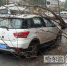 吹倒大树 私家车没躲开被砸正着 - 哈尔滨新闻网