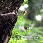 兆麟公园又有8只小鸳鸯跳巢 - 哈尔滨新闻网