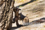百只松鼠 公园安家 - 哈尔滨新闻网