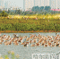 湿地水鸟 生态夏都 - 哈尔滨新闻网