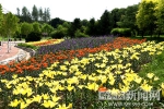 哈尔滨北方森林动物园园内30多种花卉盛开 - 哈尔滨新闻网