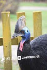 哈尔滨动物园“征婚” “男嘉宾”眼巴巴排排坐 - 新浪黑龙江