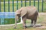 北方森林动物园8个“光棍”全国征婚 - 哈尔滨新闻网