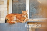 北方森林动物园8个“光棍”全国征婚 - 哈尔滨新闻网