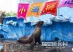 首只人工繁育海狮 初见游客就撒欢儿 - 哈尔滨新闻网