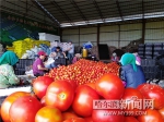 冰城西红柿远销南国 - 哈尔滨新闻网