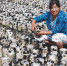 8月4日，伊春乌马河林业局职工贾艳秋在食用菌种植基地查看木耳生长情况。禁伐前，她是林场的检尺员，目前在食用菌种植基地工作。 - 新浪黑龙江