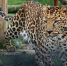 　　动物园中的豹子，曾经被一位印度王子饲养，因表现出咬人的倾向，被送给动物园。（图片来源：Animalarium Borth Zoo） - 新浪黑龙江