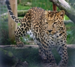 　　动物园中的豹子，曾经被一位印度王子饲养，因表现出咬人的倾向，被送给动物园。（图片来源：Animalarium Borth Zoo） - 新浪黑龙江