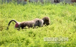 幸福小狒狒抱得“美人”归 - 哈尔滨新闻网