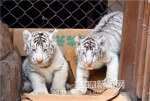 白虎妈妈一年生下5只虎宝 - 哈尔滨新闻网