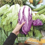 卖相新奇的紫色白菜。 - 新浪黑龙江