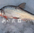 哈市培育50万尾大白鱼苗 被列为四大淡水名鱼之一 - 新浪黑龙江