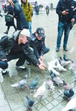 中央大街百余只鸽子有了“越冬粮” - 哈尔滨新闻网