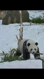 大熊猫见到亚布力的雪咋卖萌 满地撒欢打滚儿玩的嗨 - 新浪黑龙江