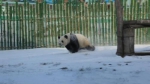 大熊猫见到亚布力的雪咋卖萌 满地撒欢打滚儿玩的嗨 - 新浪黑龙江