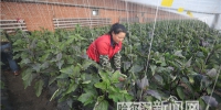 地产茄子春节前上市 - 哈尔滨新闻网