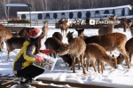 北方森林动物园给动物过圣诞 走心的礼物装在这里 - 新浪黑龙江