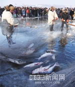 长岭湖冬捕头鱼拍出51888元 - 哈尔滨新闻网