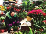 蝴蝶兰、杜鹃花、蕙兰……12月27日，记者来到黎明湖花卉市场。 - 新浪黑龙江