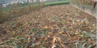 黑龙江高标准玉米秸秆还田逾200万亩 是2016年的两倍 - 新浪黑龙江