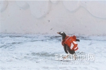 太阳岛来了“逃学企鹅” - 哈尔滨新闻网