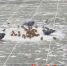 哈尔滨雪中老街一景：麻雀和鸽子共食引游人驻足拍照 - 新浪黑龙江