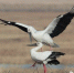 哈市鸟友拍到东方白鹳龙凤湿地筑巢 还能看到须浮鸥 - 新浪黑龙江