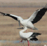 哈市鸟友拍到东方白鹳龙凤湿地筑巢 还能看到丹顶鹤 - 新浪黑龙江
