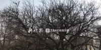 哈尔滨这棵老树132岁了 原来是张作霖亲手栽植 - 新浪黑龙江