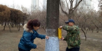 哈尔滨道外榆树穿上裤腰带 原来是为了防止它上树 - 新浪黑龙江