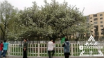 小长假第一天 哈尔滨道外古梨园132岁老梨树繁花开 - 新浪黑龙江